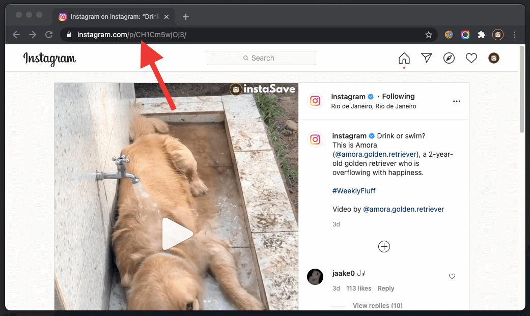 Download Instagram Videos Online